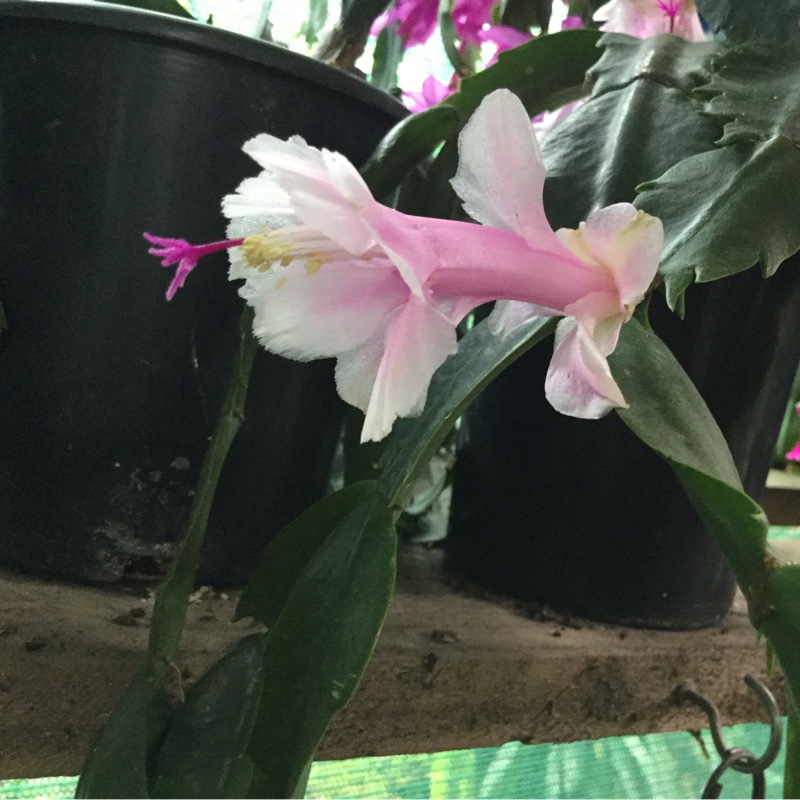 Plant image Schlumbergera truncata Bridgeport