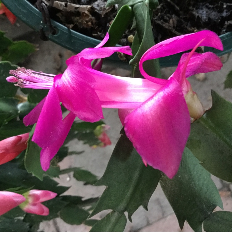 Plant image Schlumbergera truncata 'Sterling'