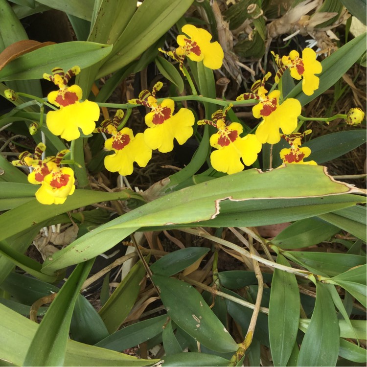 Plant image Oncidium varicosum