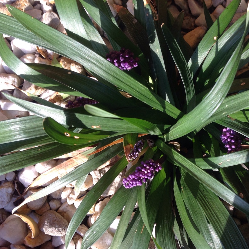 Plant image Liriope muscari 'Royal Purple'