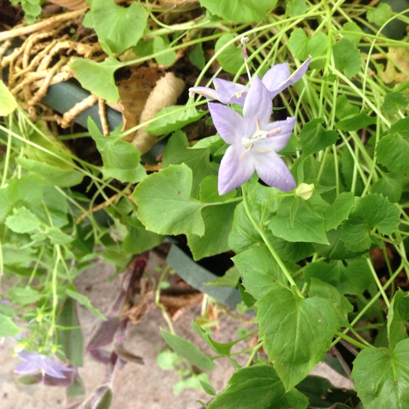 Plant image Campanula portenschlagiana 'White Wonder