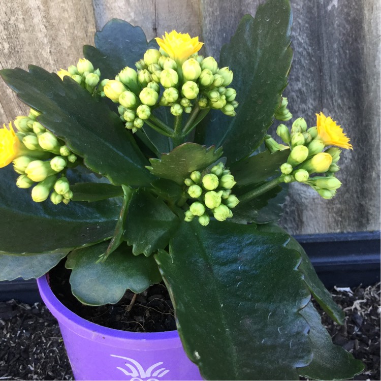 Plant image Kalanchoe blossfeldiana 'Double Flower Variety'