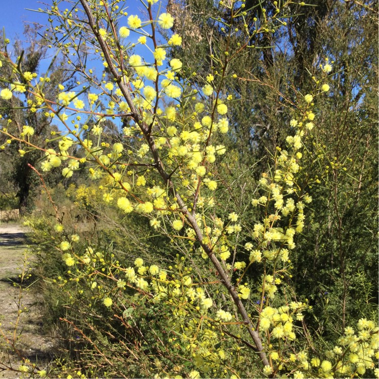 Plant image Acacia genistifolia