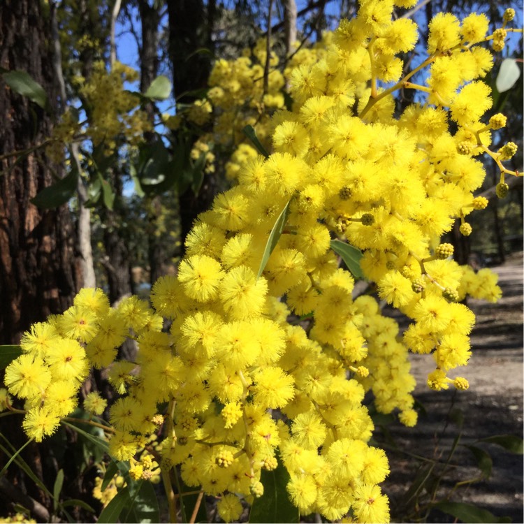 Plant image Acacia pycnantha