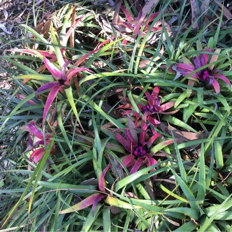 Plant image Aechmea 'Recurvata'