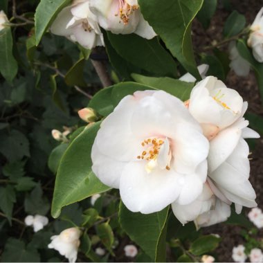 Camellia sasanqua 'Starry Eyes'