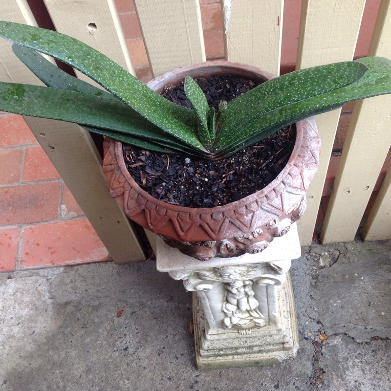 Plant image Gasteria Carinata