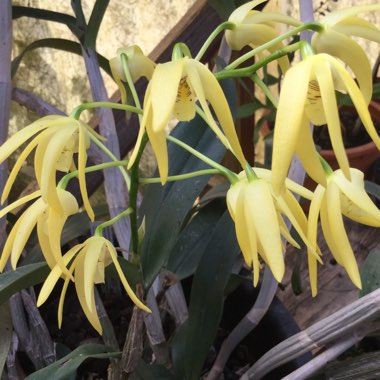 Dendrobium 'Australian Goldrush'