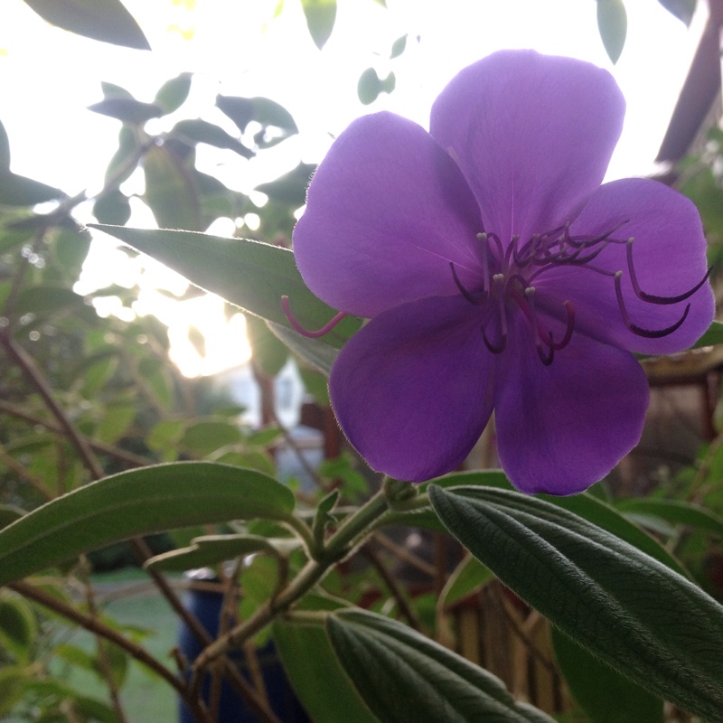 Tibouchina urvilleana