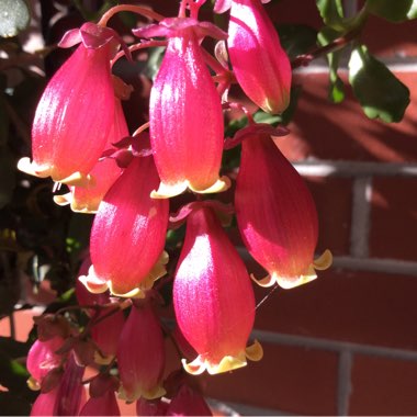 Kalanchoe blossfeldiana 'Pearl Bell'