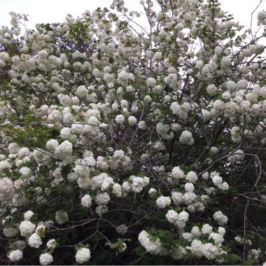 Viburnum opulus 'Roseum' syn. Viburnum opulus 'Sterile'