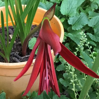 Sprekelia formosissima syn. Amaryllis formosissima