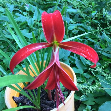 Sprekelia formosissima syn. Amaryllis formosissima