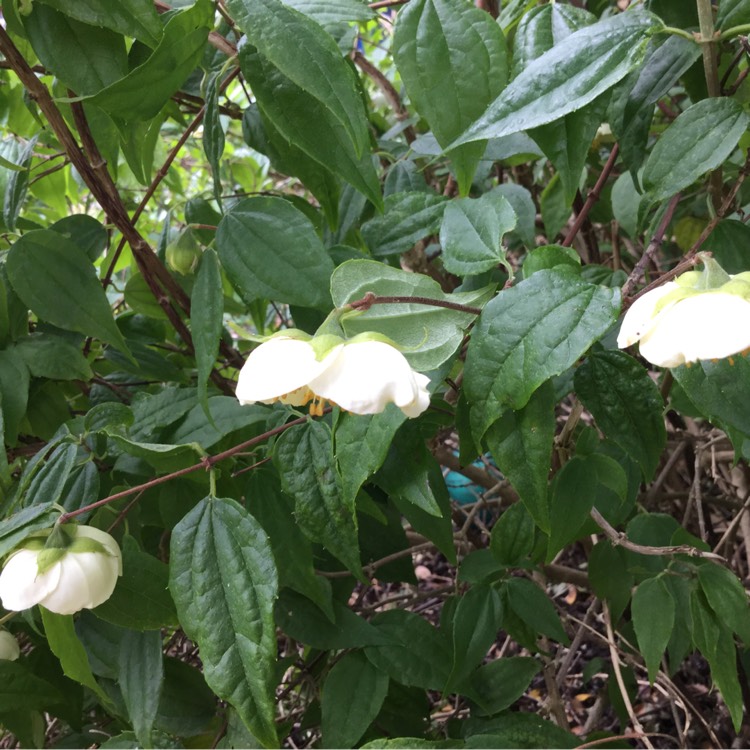 Plant image Philadelphus Coronarius