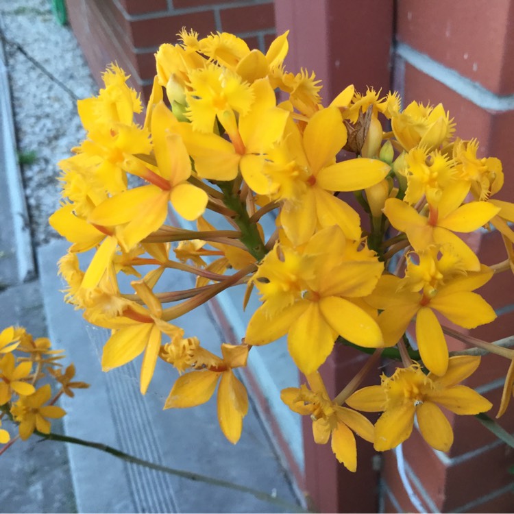 Plant image Epidendrum Radicans