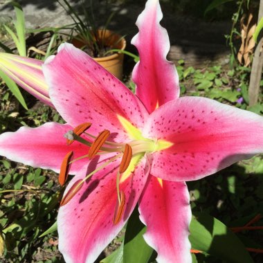 Lilium 'Star Gazer' syn. Lilium 'Stargazer'