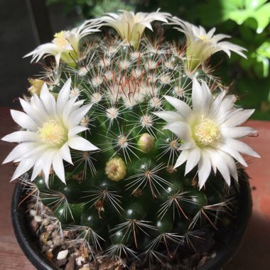 Mammillaria