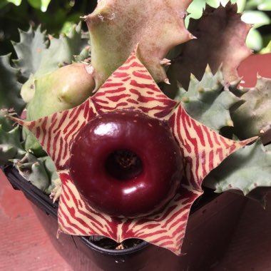 Huernia Zebrina var. Magniflora