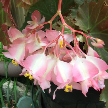 Begonia (Rhizomatous)