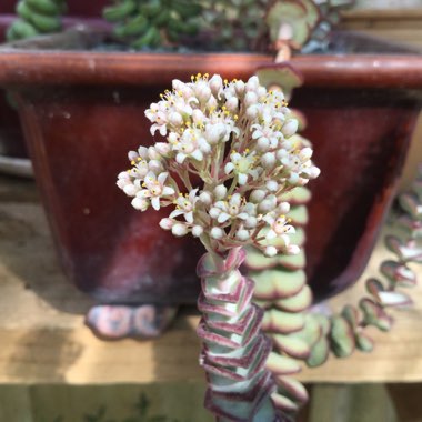 Crassula perforata x Crassula rupestris var marnieriana 'Baby Necklace'