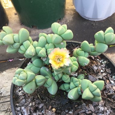 Corpuscularia lehmannii syn. Delosperma lehmannii