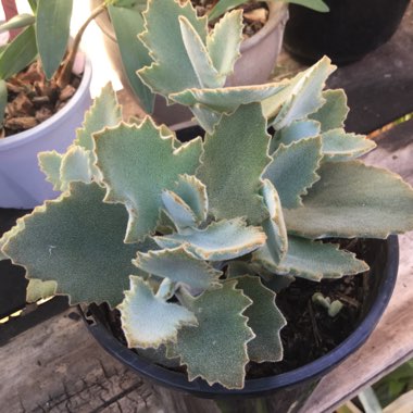 Kalanchoe Beharensis