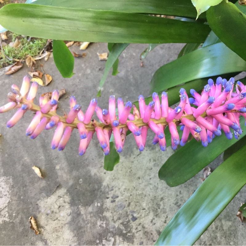 Aechmea gamosepala