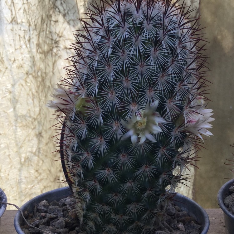 Plant image Mammillaria microhelia syn. Mammillaria droegeana, Mammillaria microheliopsis