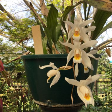 Coelogyne Cristata Orchid