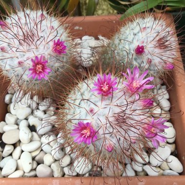 Mammillaria bombycina