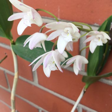 Dendrobium kingianum