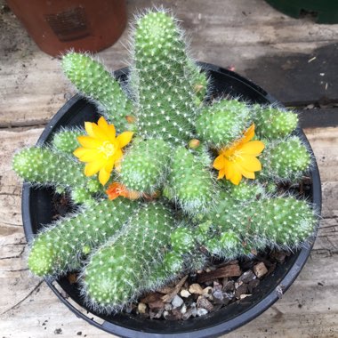 Rebutia fabrisii var. aureiflora