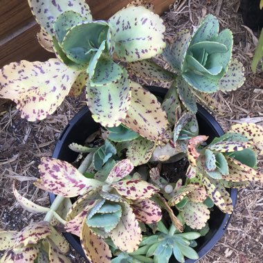 Kalanchoe 'Marmorata'