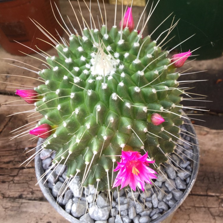 Plant image Mammillaria spinosissima 'Un Pico'