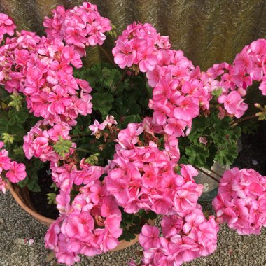 Pelargonium