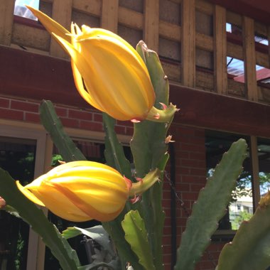 Epiphyllum hy.gold coin