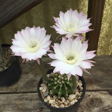 Echinopsis subdenudata syn. Echinopsis denudata