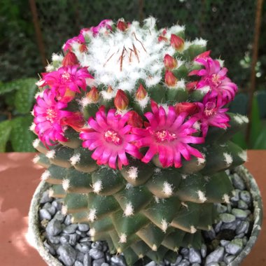 Mammillaria polythele 'Toluca' syn. Mammillaria vagaspina var. toluca