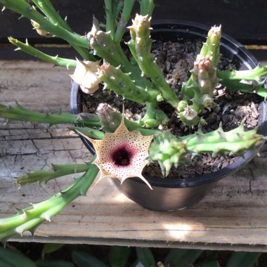 Huernia oculata syn. Huernia rogersii