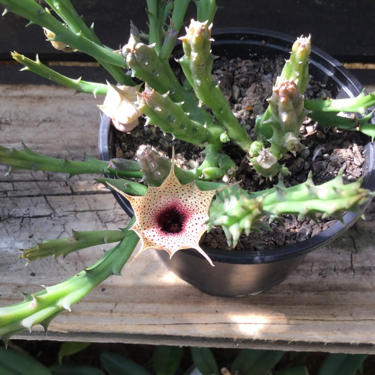 Plant image Huernia oculata syn. Huernia rogersii