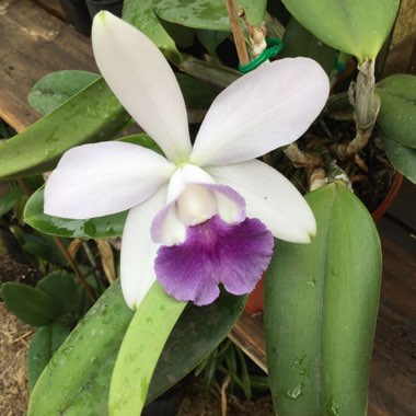 Cattleya Cariad's Mini-Quinee