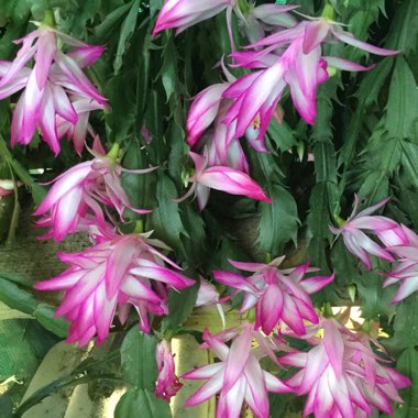 Schlumbergera truncata Madam Butterfly