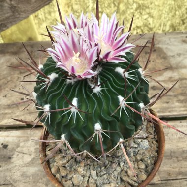 Stenocactus  syn. Echinofossulocactus