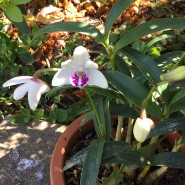 Dendrobium kingianum Big Foot