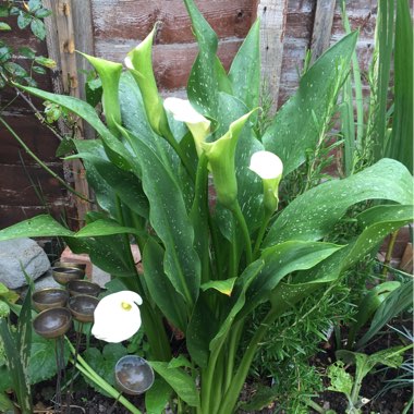 Arum Lily 'White Giant'