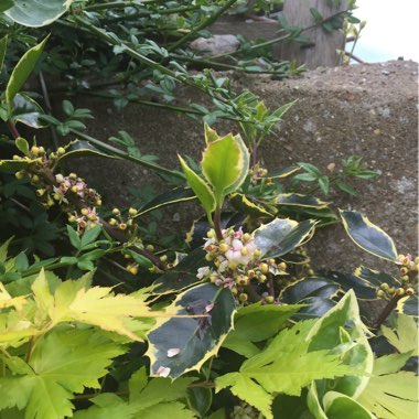 Japanese Holly 'Variegated'