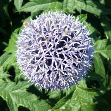 Globe Thistle