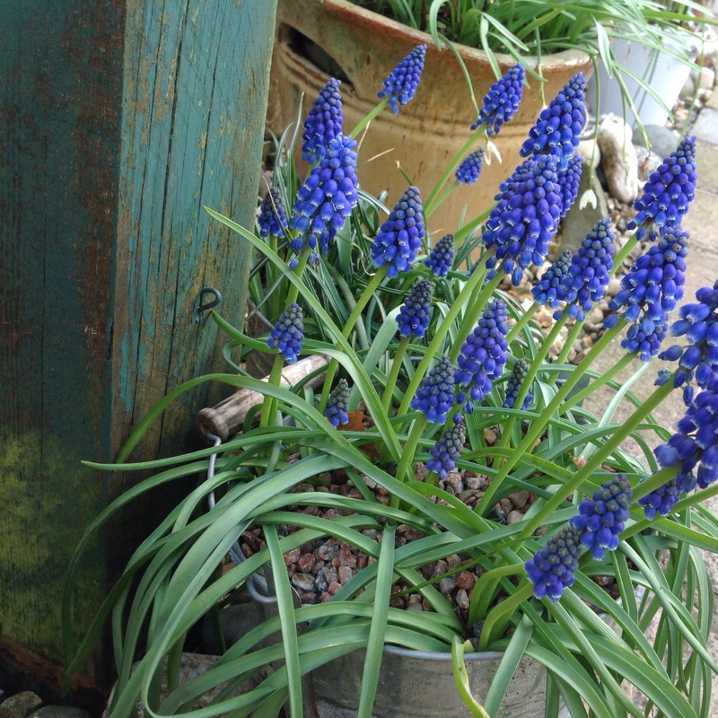 Grape Hyacinth (Species) Armenian Grape Hyacinth