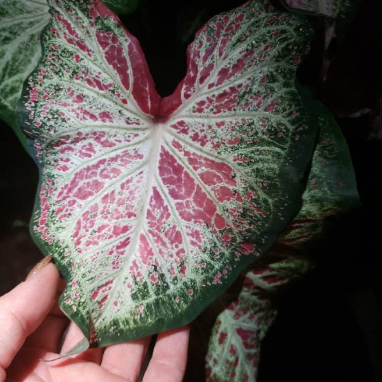 Plant image Caladium 'White Star'