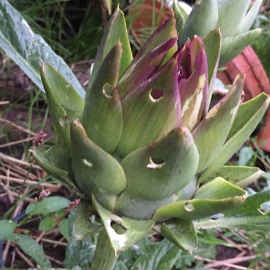 Cynara Scolymus